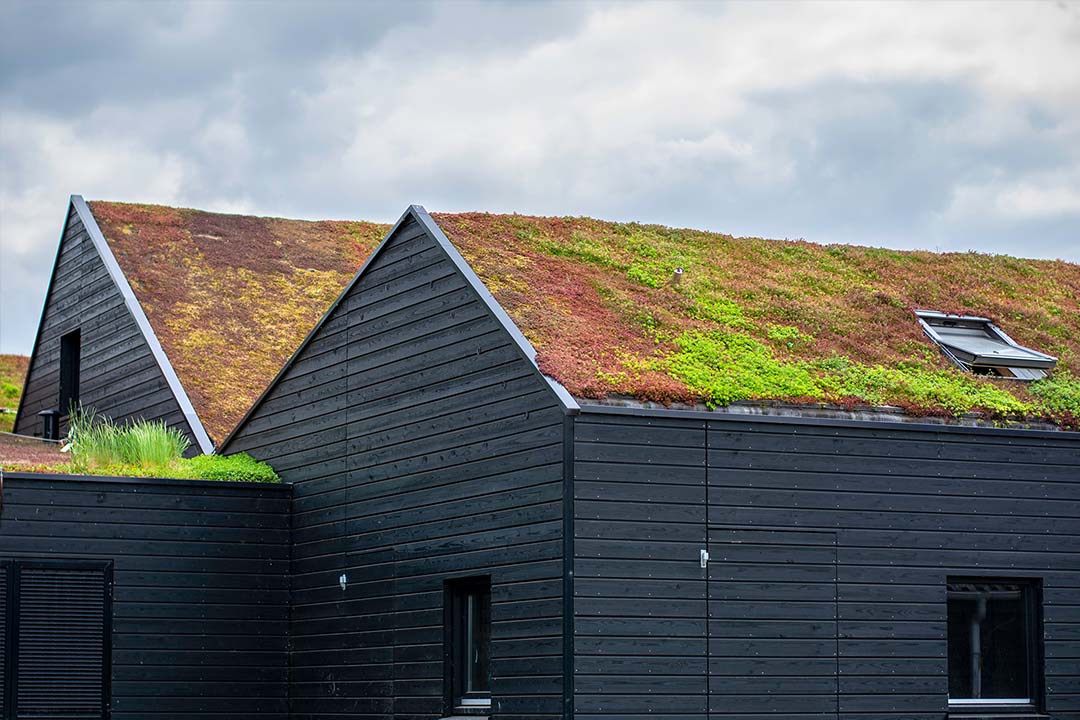 green turf roof on brown wooden houses